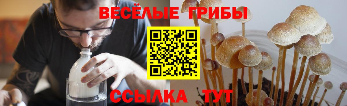 Чита  Псилоцибиновые грибы GOLDEN TEACHER  Вход с VPN  Псилоцибиновые грибы мицелий 